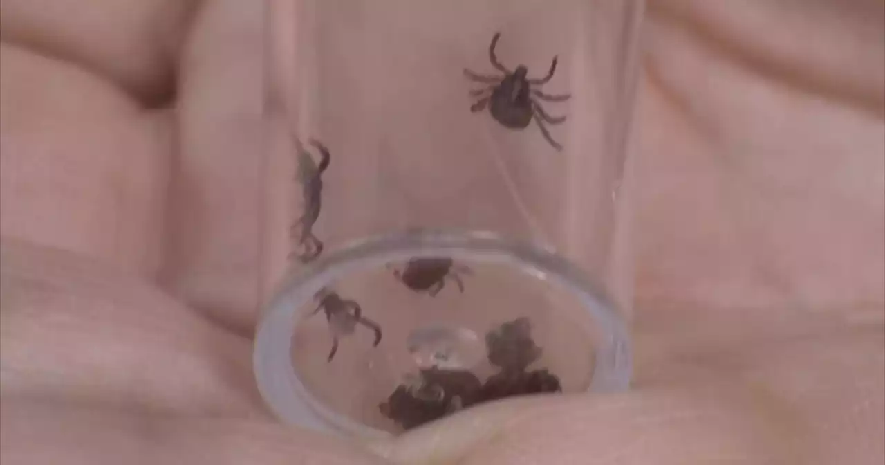 Northeast's first dedicated tick clinic opens on Long Island