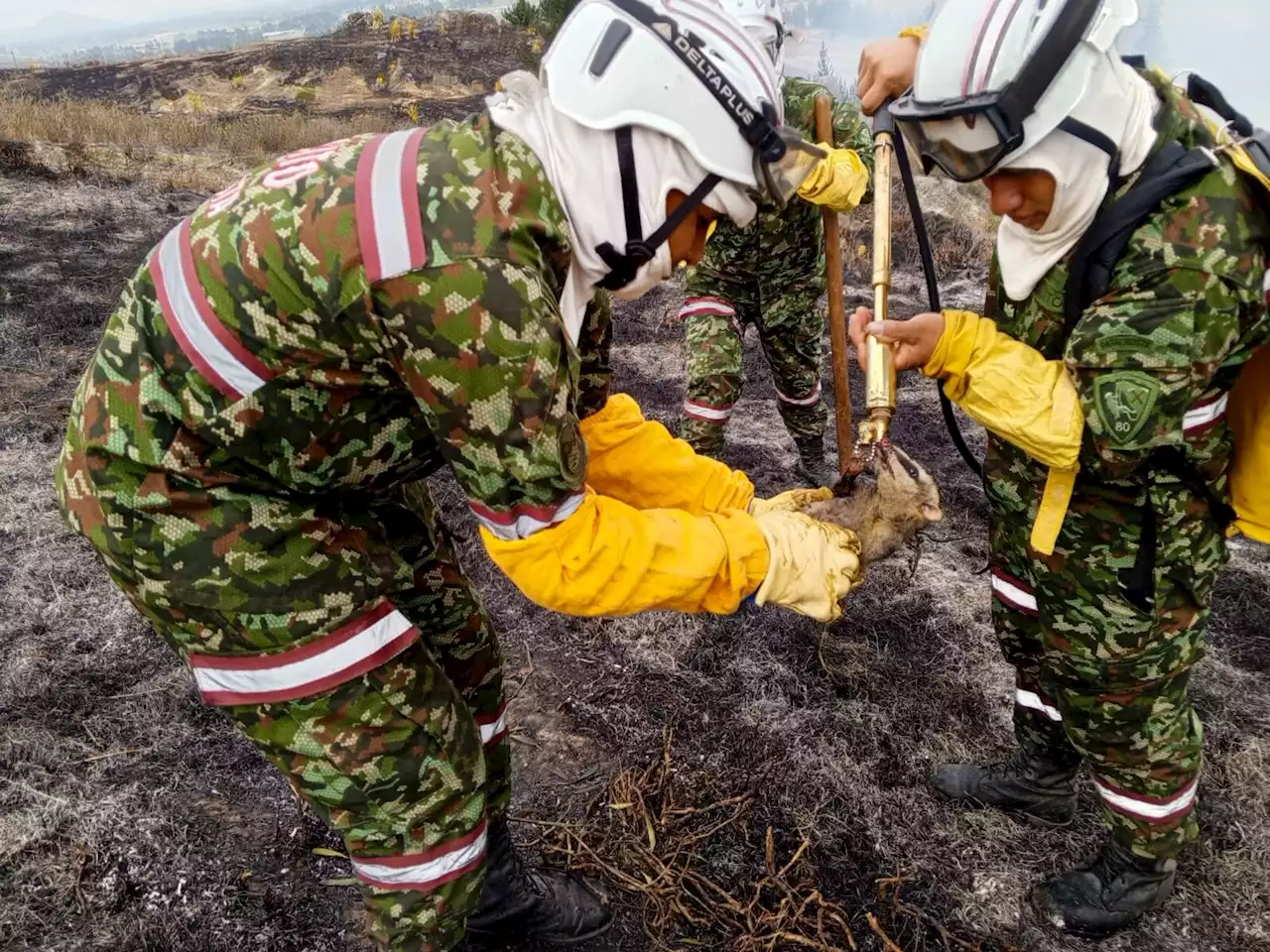 Ejército trabaja arduamente para ayudar a animales en medio del incendio de Soacha