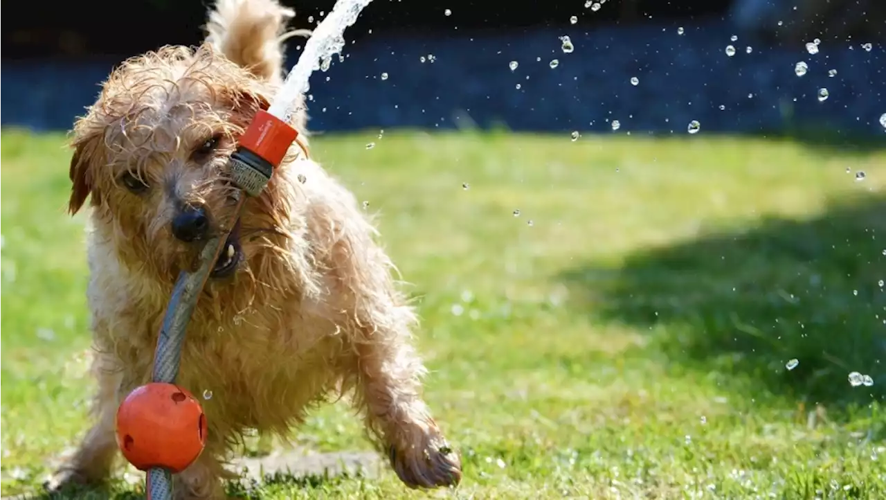 5 new record highs set in southern Alberta amid sizzling hot weather