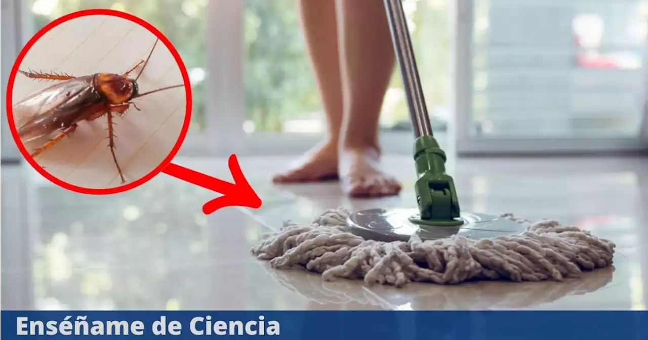 La mezcla ideal para evitar que las cucarachas entren a tu hogar