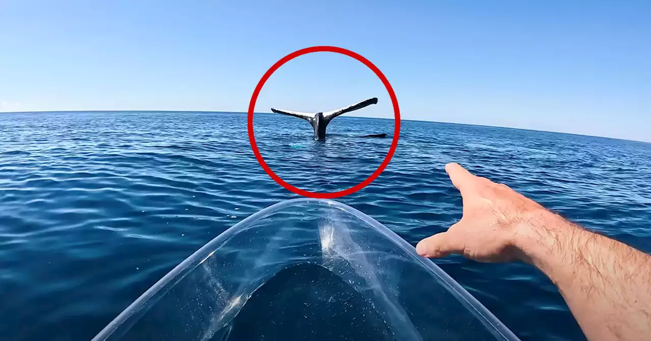 Puzzling Video Shows Whale With Tail Frozen Out of Water