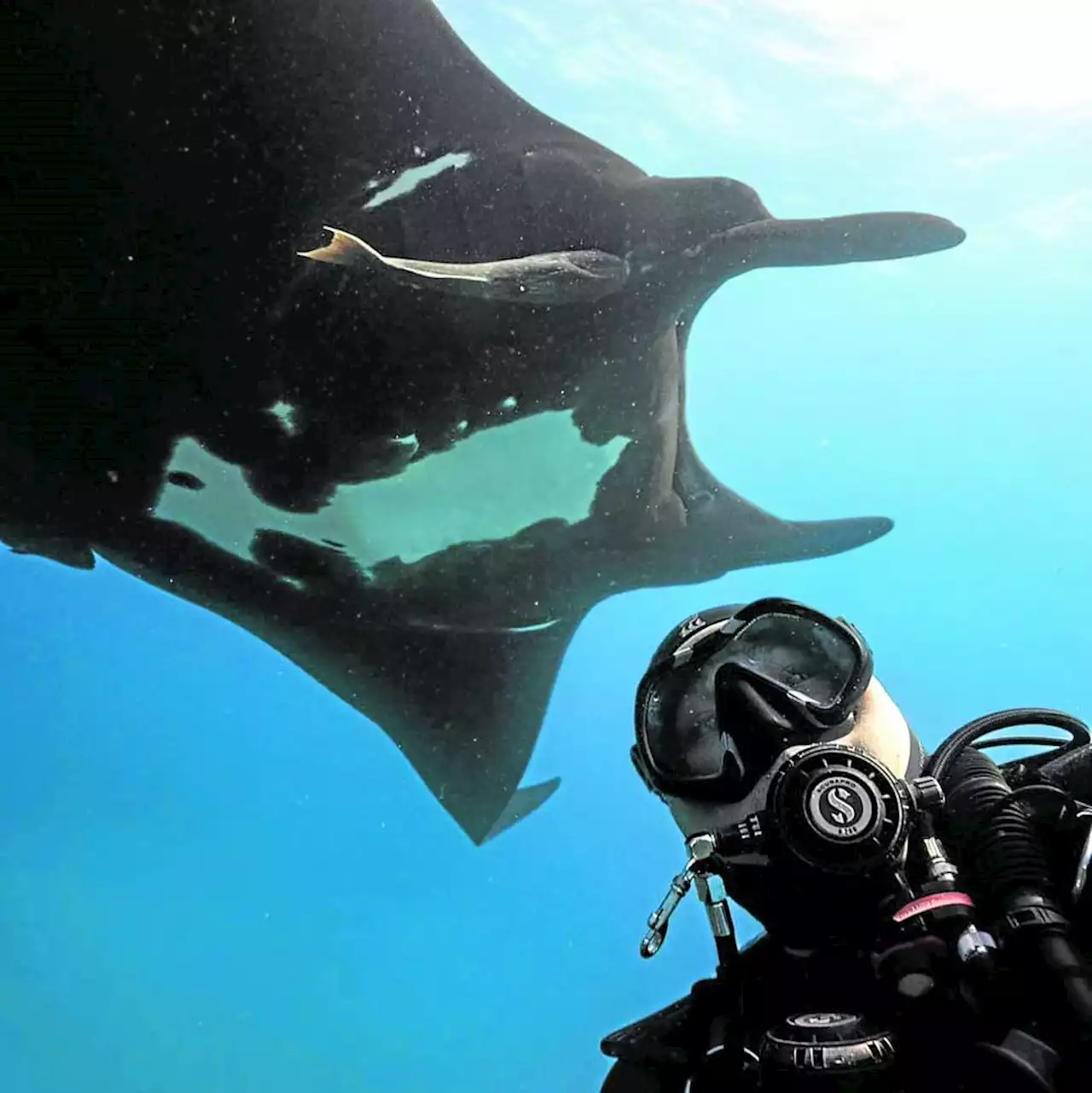 The visionary photographer and the endangered ocean