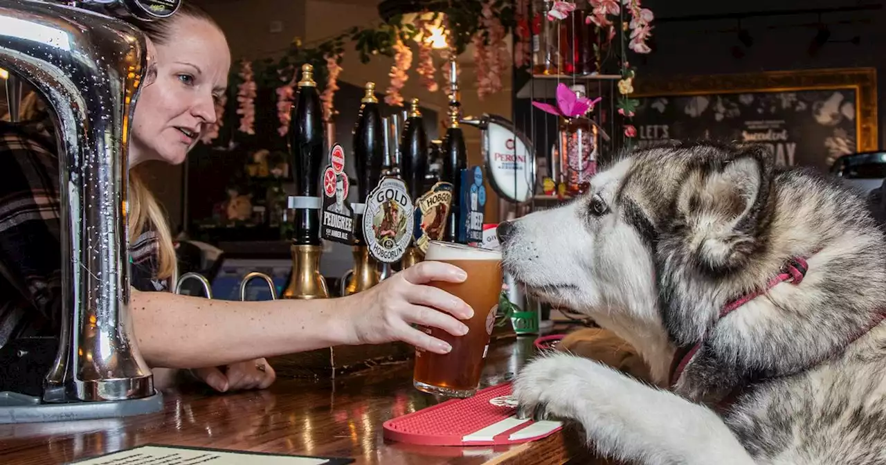 UK's best dog pub has 'stick library', puppy parties and TWO canine menus