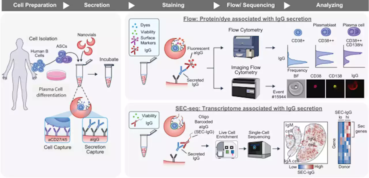 SEC-seq: association of molecular signatures with antibody secretion in thousands of single human plasma cells