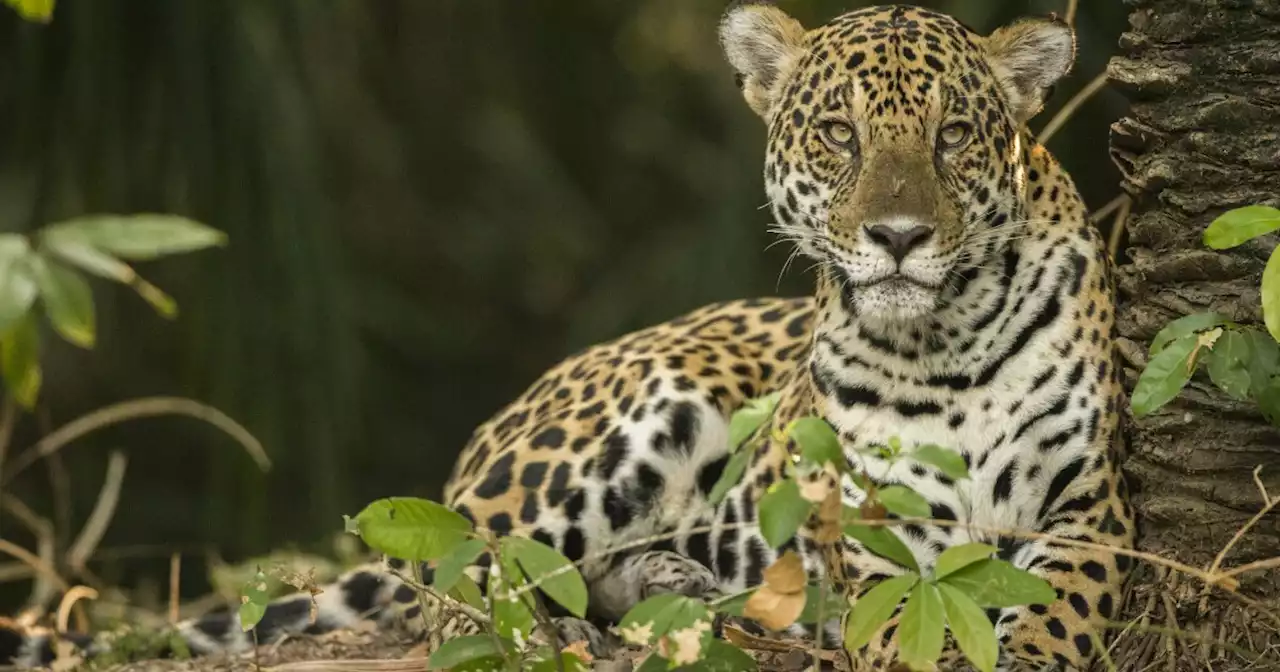 Mataron a jaguar que habría atacado a miembro de comunidad indígena