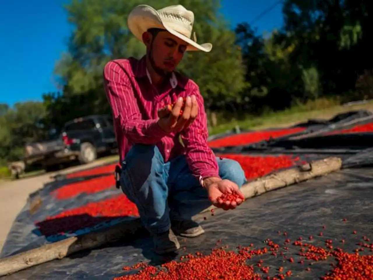 Monedas de Colombia y México, las más fuertes de la región en 2023