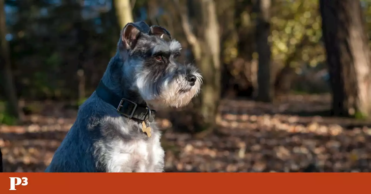 Mulher é expulsa de avião por levar cão de assistência emocional