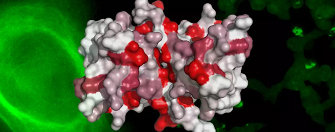 Proteína S100B: um potencial alvo terapêutico para combater a doença de Alzheimer