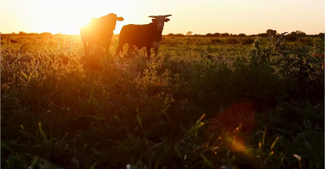 Argentine farmers cool on primary election winner Milei