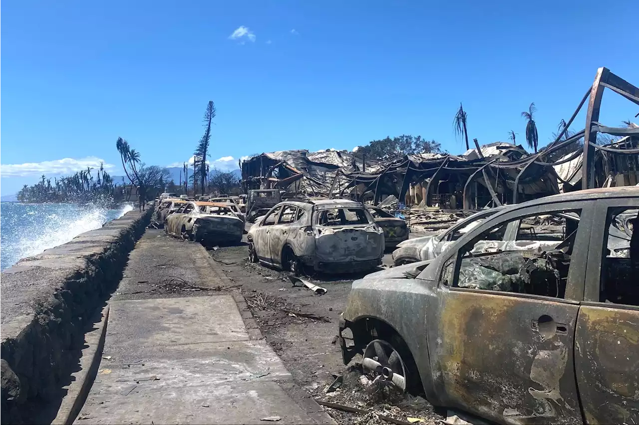 Maui Fires Disaster Relief: How To Help Victims of Devastating Fires