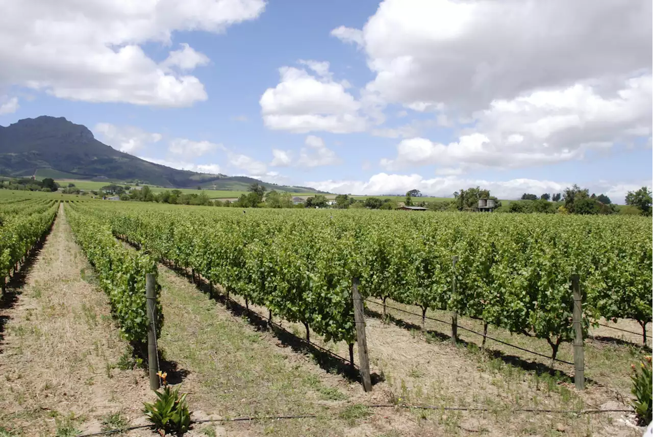 Strommangel setzt Weinbauern arg zu