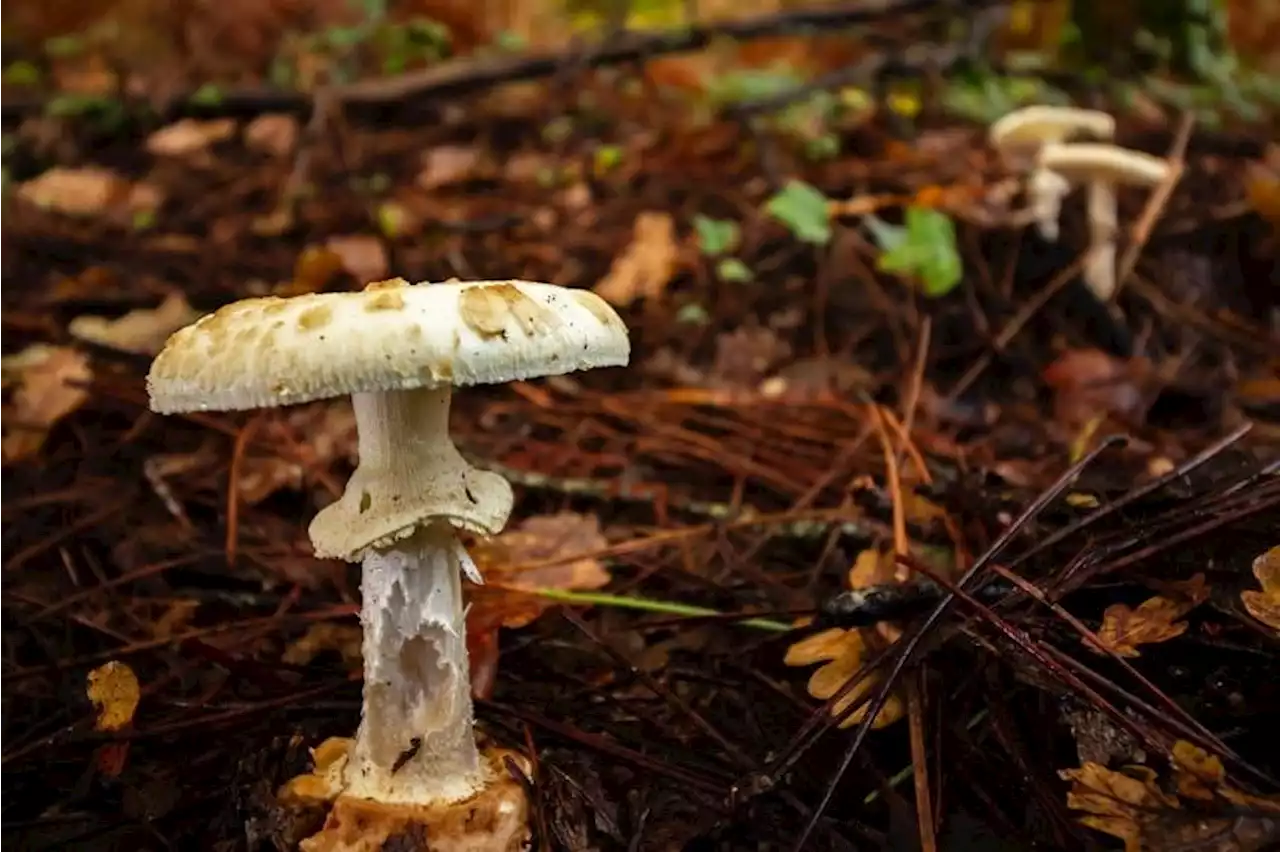 New twists in lethal mushroom mystery grip Australia