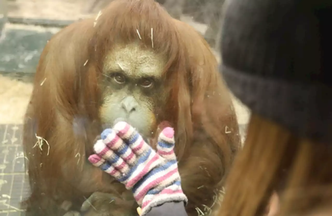 Dublin Zoo to add shelters to African animals' enclosure following inspection