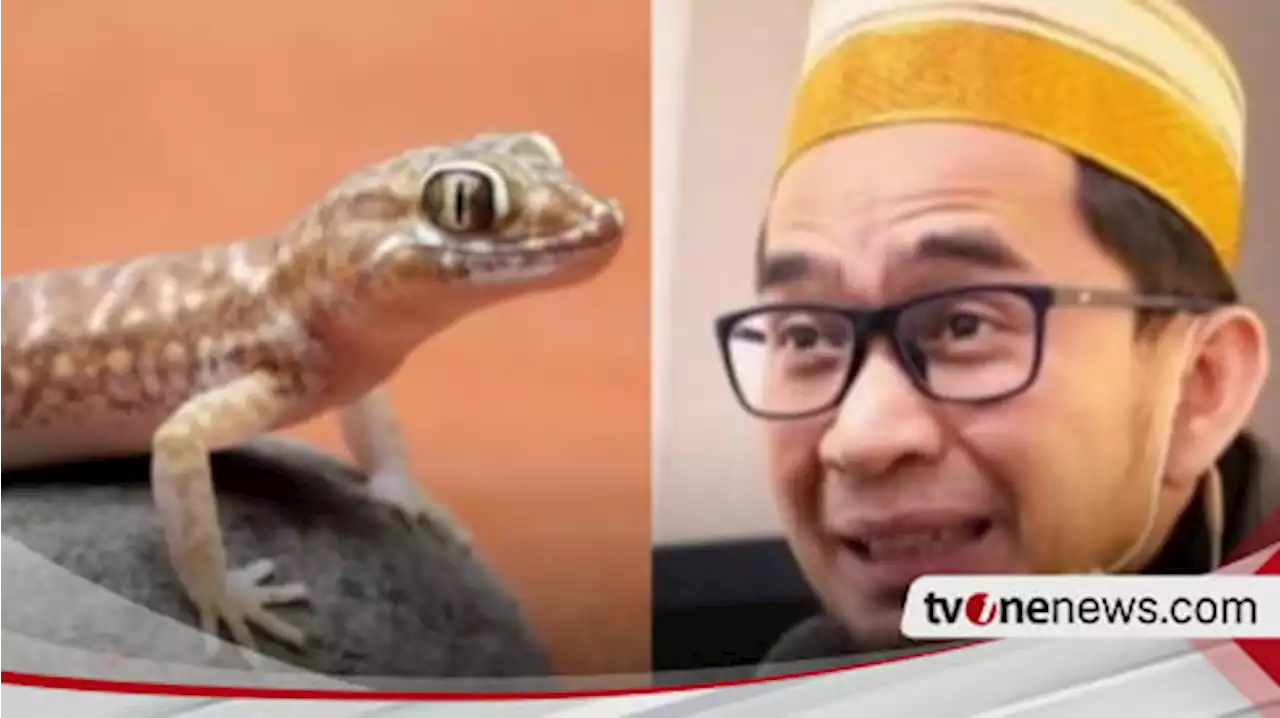 Cicak-cicak di Dinding Harus Langsung Dibasmi? Ternyata Menurut Ustaz Adi Hidayat Akan Lebih Baik Jika Lakukan Hal ini