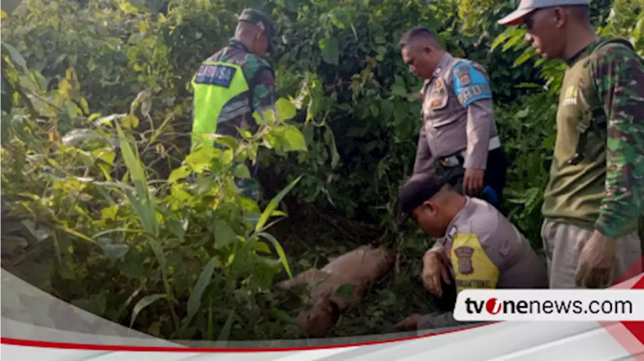 Harimau Sumatera Kembali Terkam Anak Sapi Warga di Banda Alam Aceh Timur