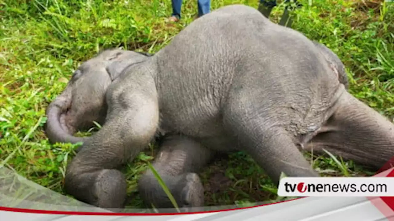 Seekor Anak Gajah di PLG Minas Riau Ditemukan Mati, Ini Penyebabnya