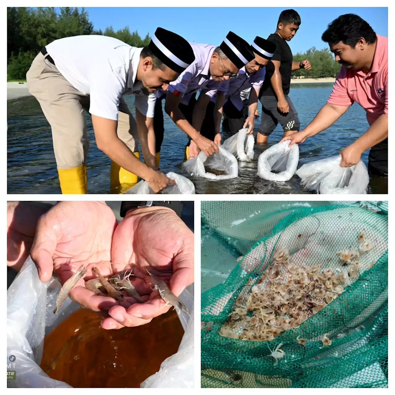 Pelepasan semula benih ketam dan udang tingkat hasil nelayan