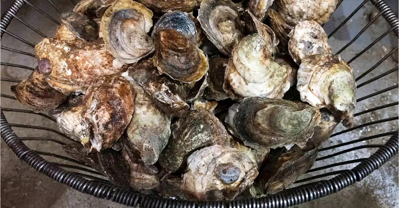Two deaths in US state linked to bacteria found in raw shellfish