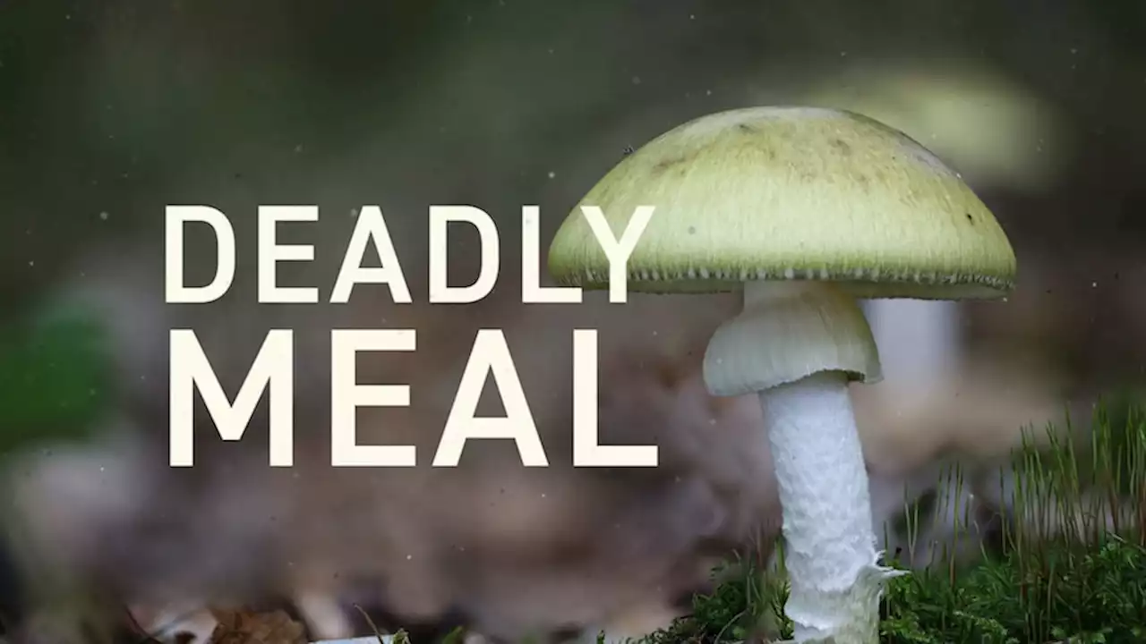 The toxic mushrooms that turned a family lunch into a tragedy