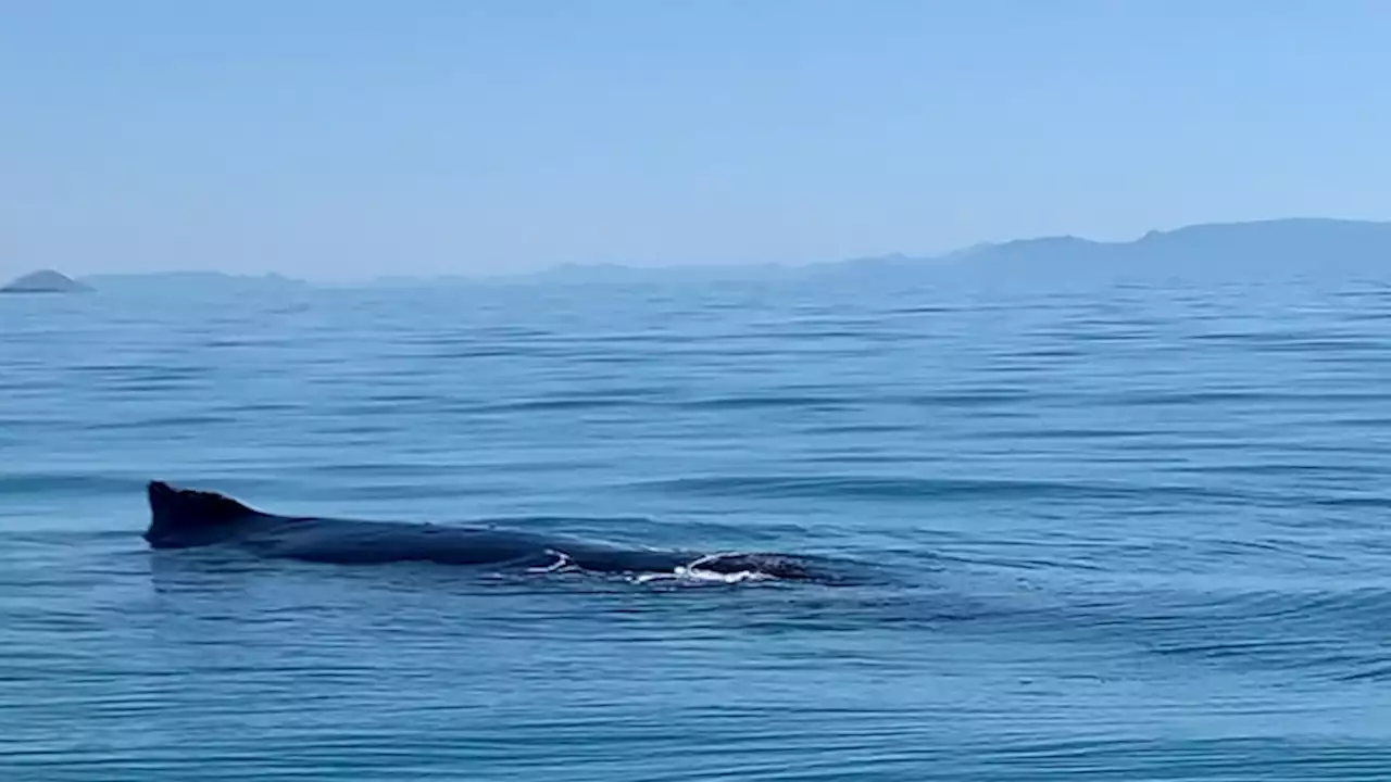 Concern for injured humpback whale and its calf spotted off Queensland coast