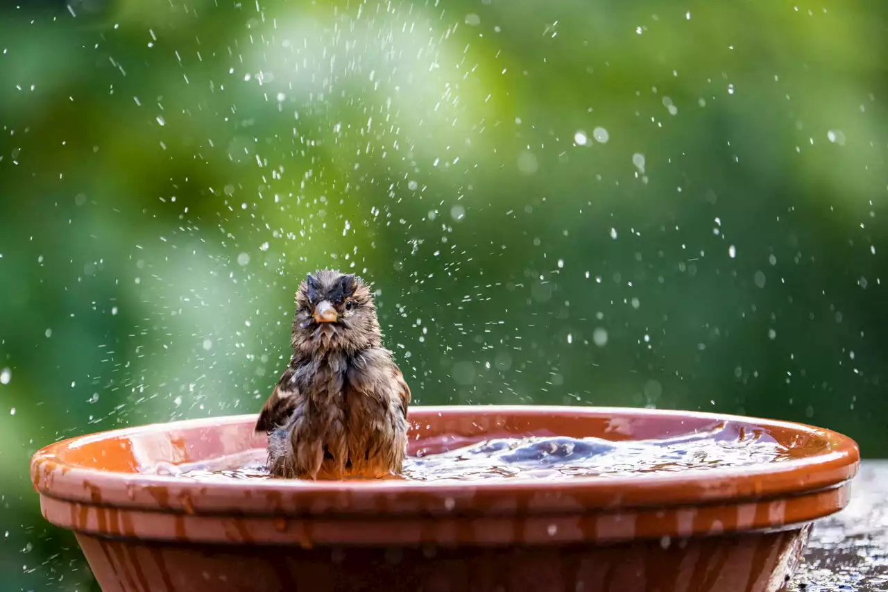 Jardin. Hérisson, oiseau, lézard... Comment protéger les animaux sauvages des fortes chaleurs ?