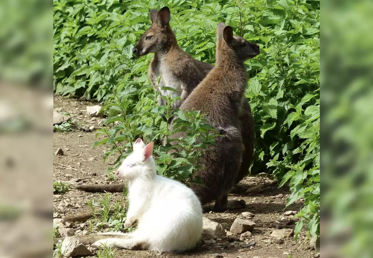 Pyrénées-Orientales. Deux wallabies albinos sont nés dans ce parc animalier