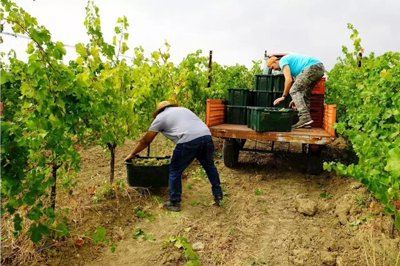 In Gazzetta via libera all'ingresso lavoratori agricoli extra-Ue - Mondo Agricolo