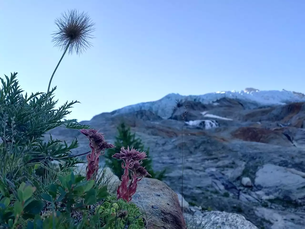 La Terra cambia, nuovi habitat rimpiazzano i ghiacciai - Terra e Poli