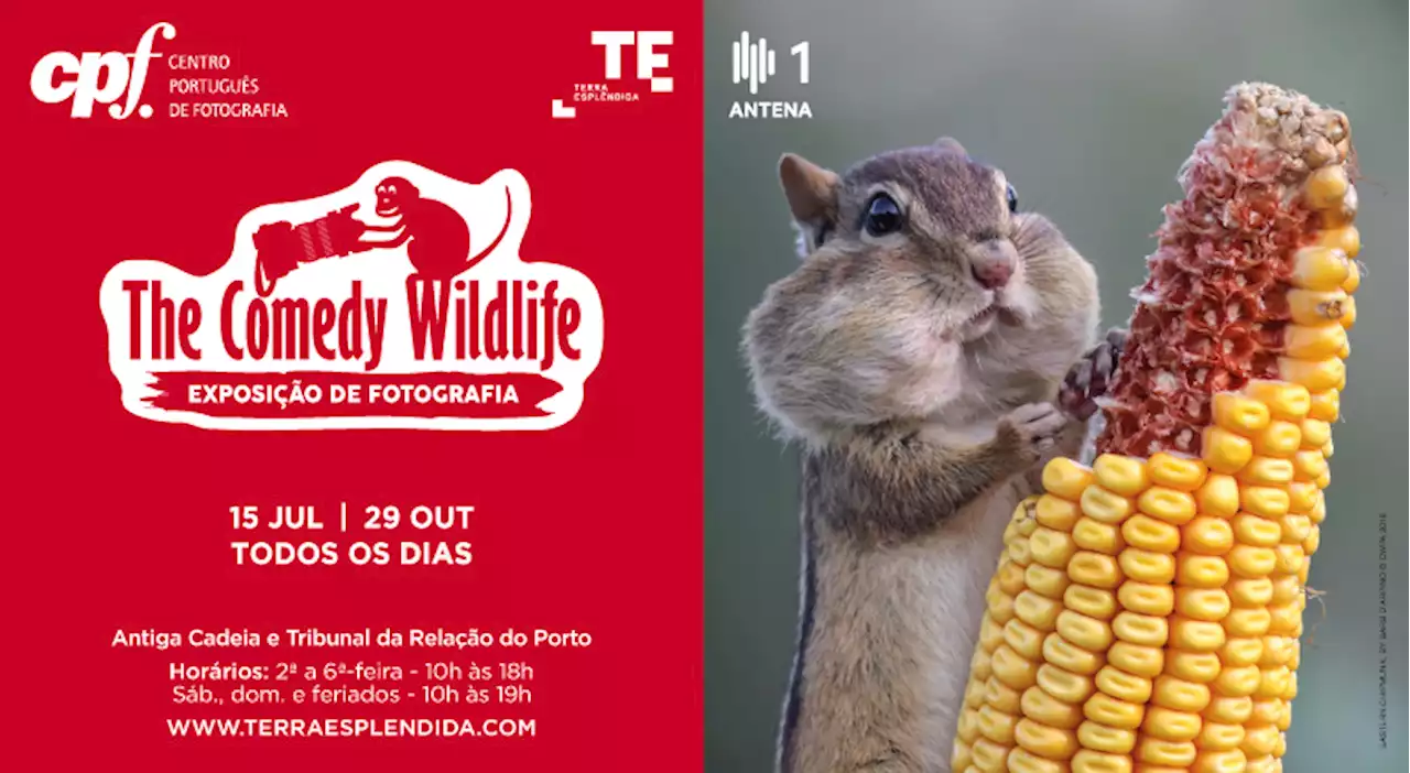 Prémio de Fotografia The Comedy Wildlife