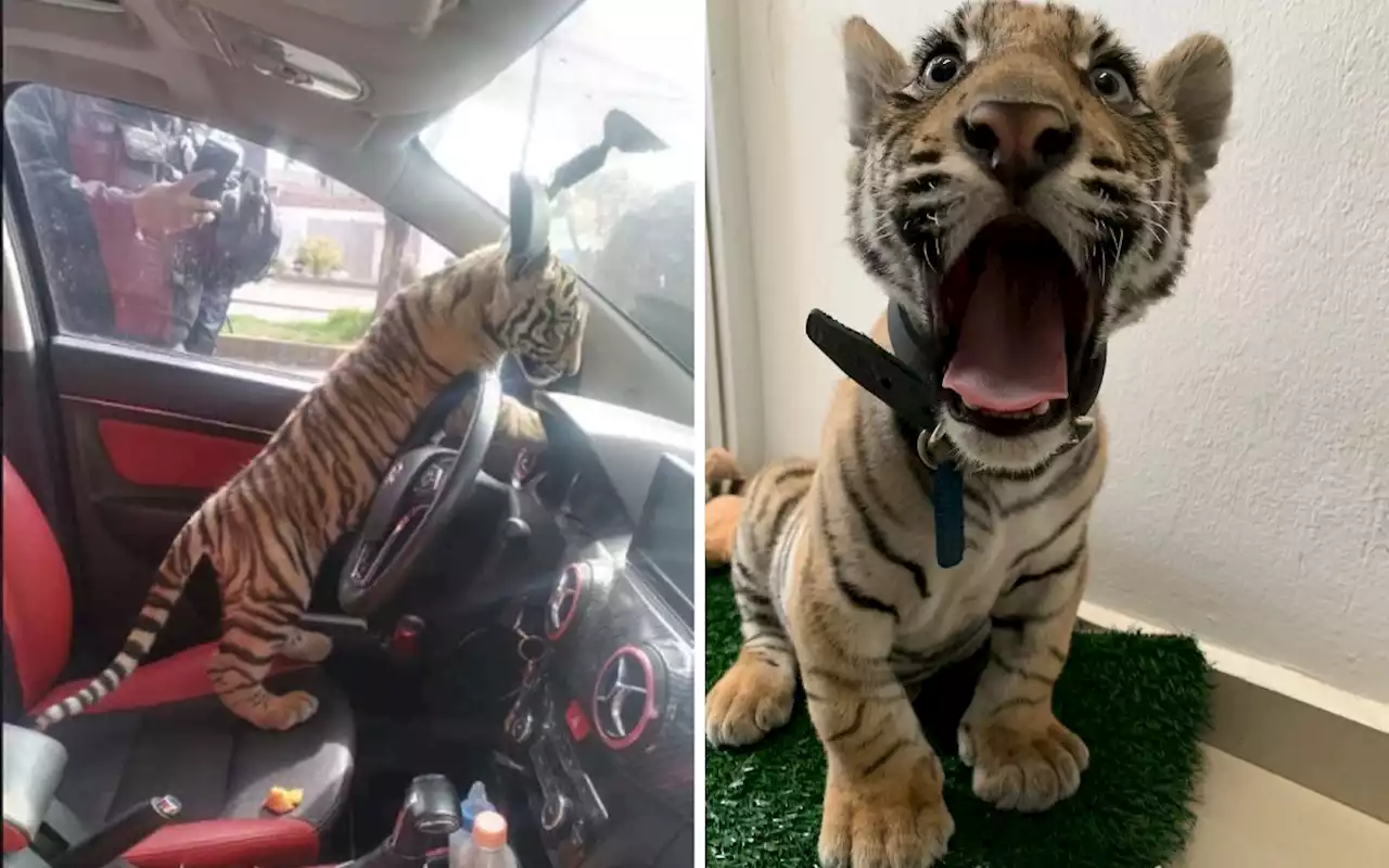 Detienen a sujeto que viajaba con un tigre de bengala en Neza; Profepa ya resguarda al felino