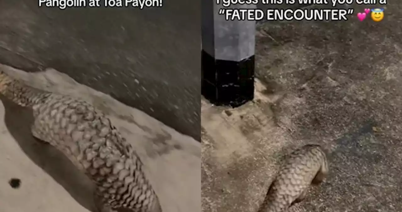 'It's like meeting a rare Pokemon': Woman spots endangered pangolin wandering around Toa Payoh