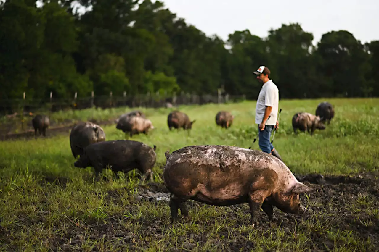 At Adagio Salumi, Patience Is a Virtue