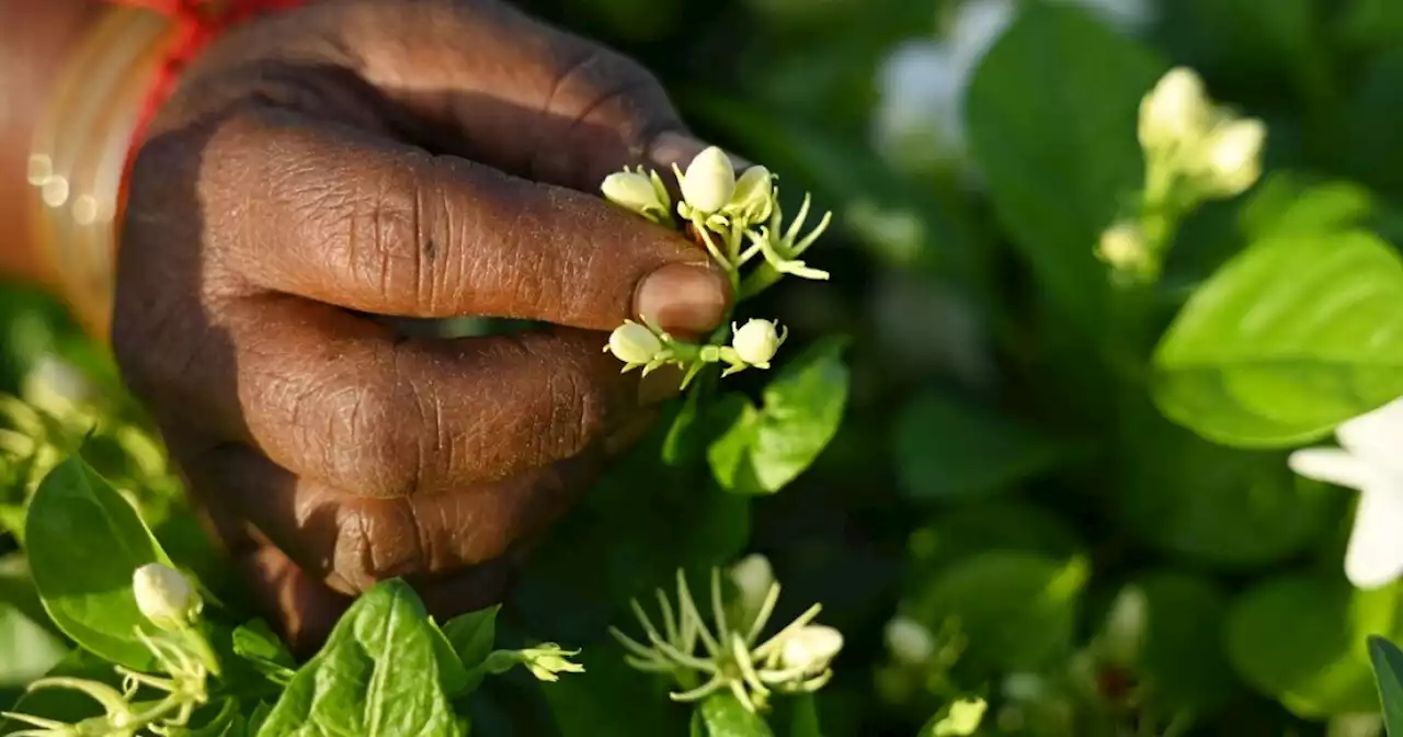 El jazmín de India: ingrediente discreto pero exquisito en la perfumería global