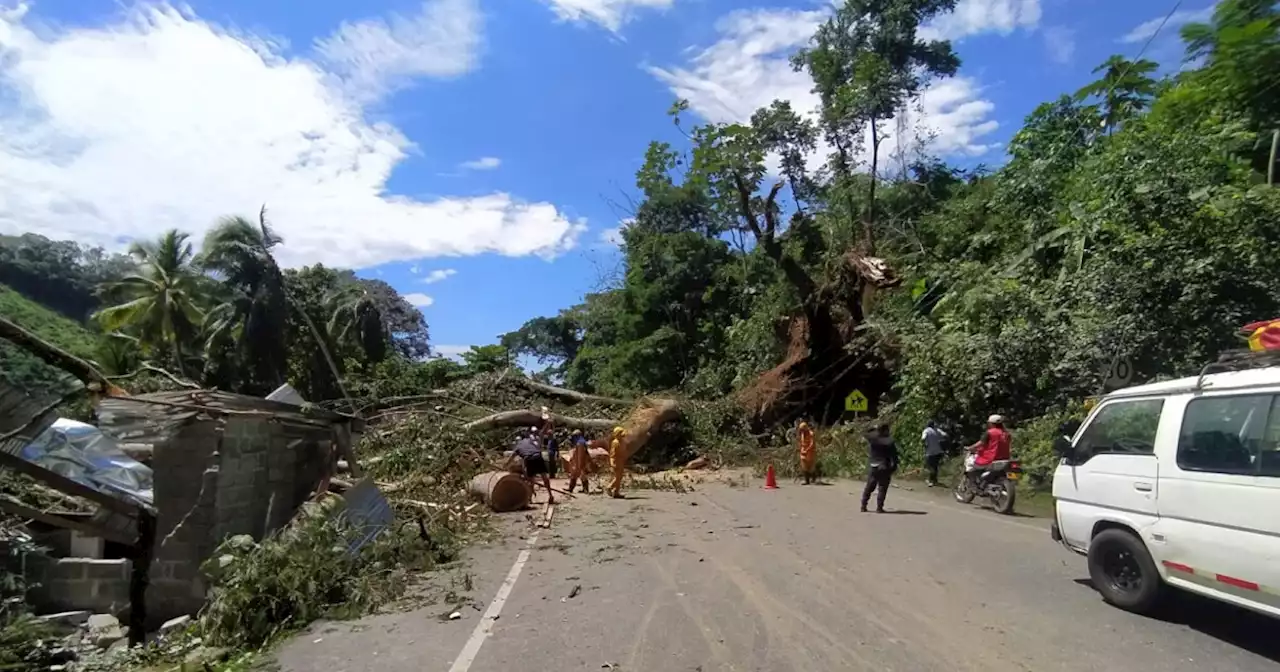 Dos viviendas destruidas dejó desplome de un gigantesco árbol en Tarazá, Antioquia