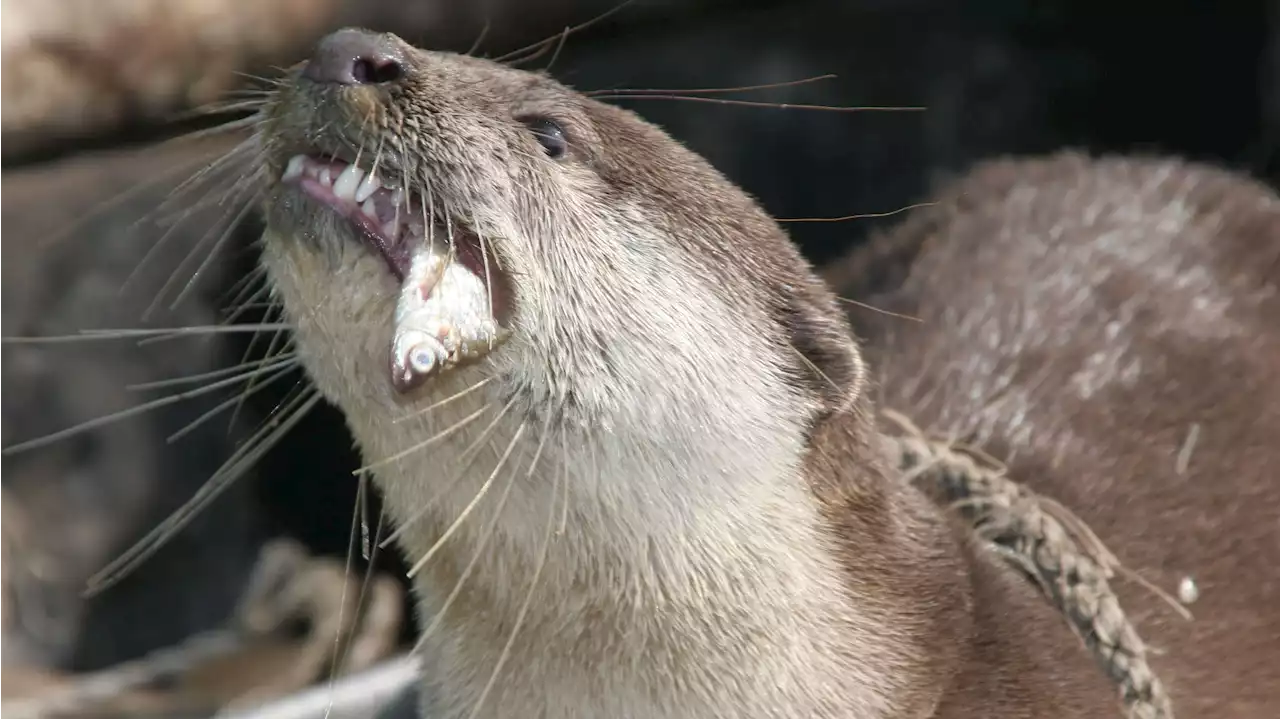 Mehr als 43.000 Menschen fordern Ende der Fischotterjagd