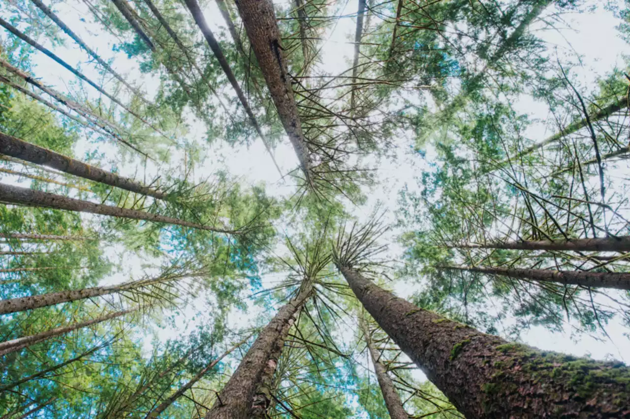 'Walk to Know the Land': Two brothers showcase photography at Burnaby exhibit