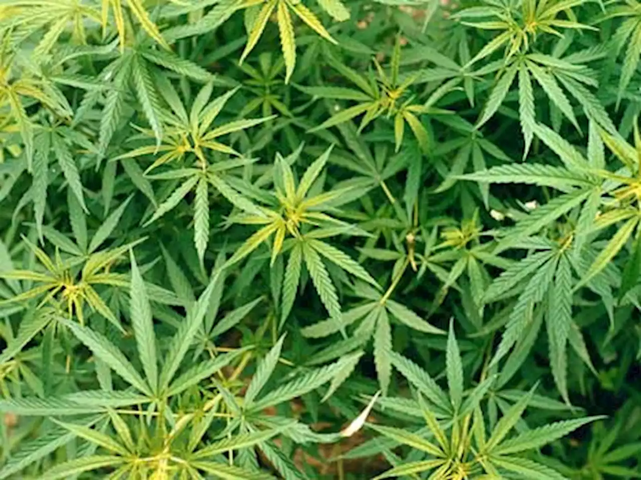 Application for marijuana farm by Santa Maria campus withdrawn