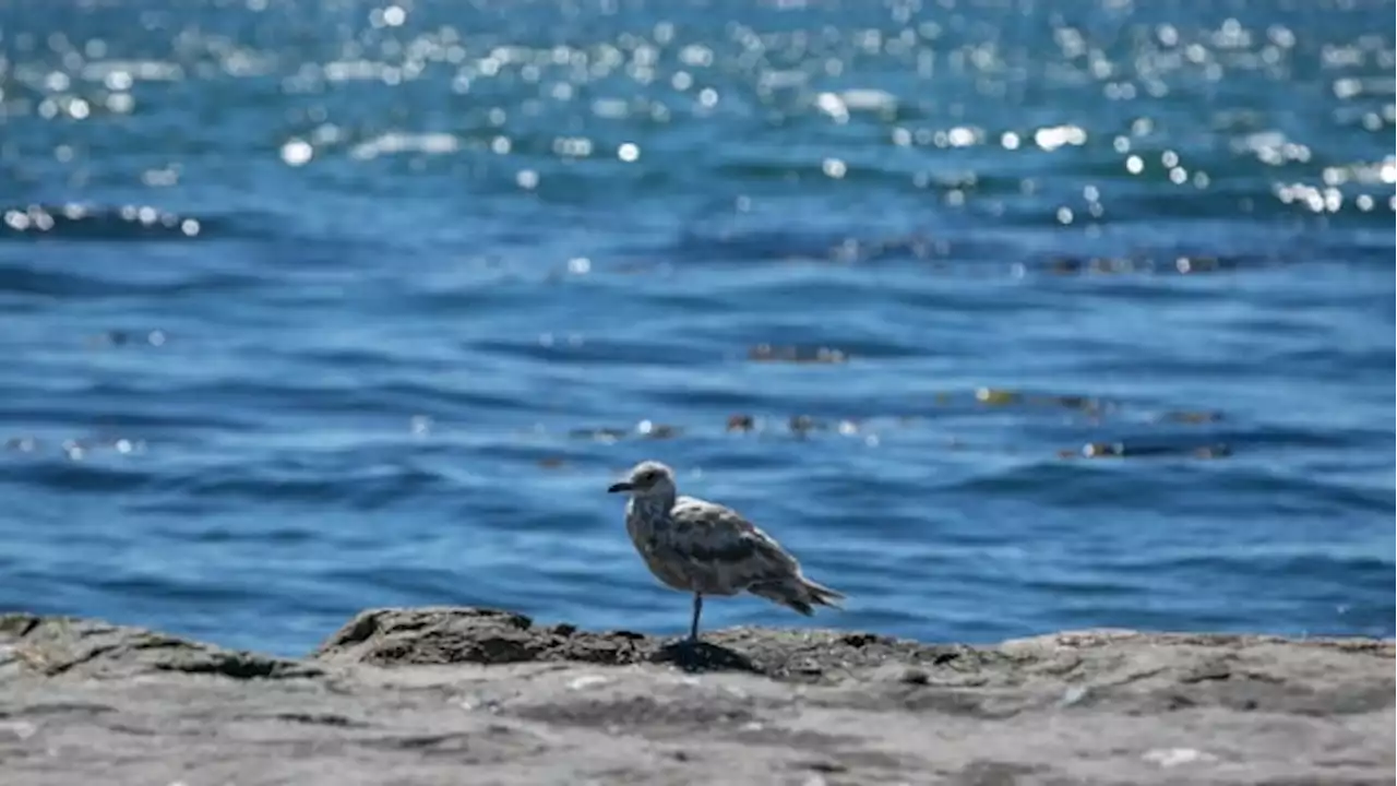 Birds Canada calling on British Columbians to help ID dead seabirds