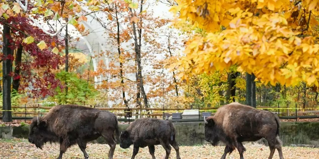 Clevleand Metroparks Zoo announces KeyBank partnership to expand ZooKeys program