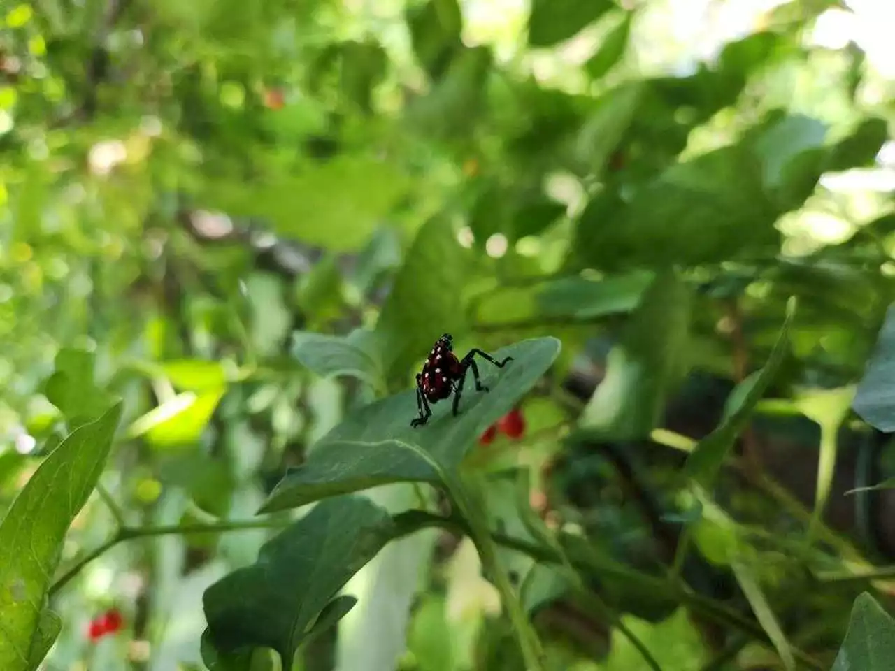 Tree-of-Heaven and spotted lanternfly are a one-two punch threatening Northeast Ohio gardens