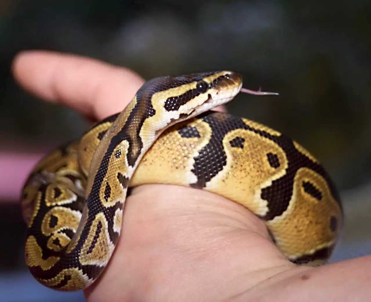 Hérault : sans le savoir, elle vit deux jours avec un python dans son appartement