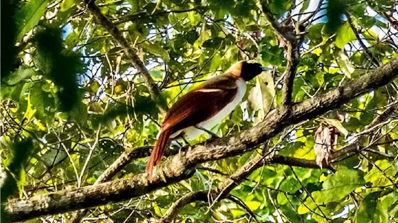 Rayakan HUT ke-78 RI, TMII Buka Kembali Taman Burung Jagat Satwa