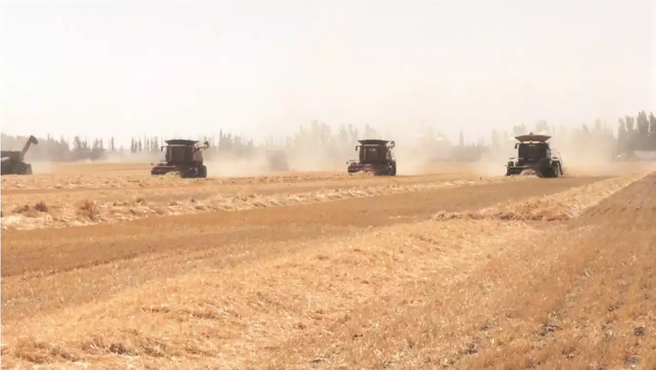 Canadian Foodgrains Bank using barley harvest to aid East Africa amid hunger crisis