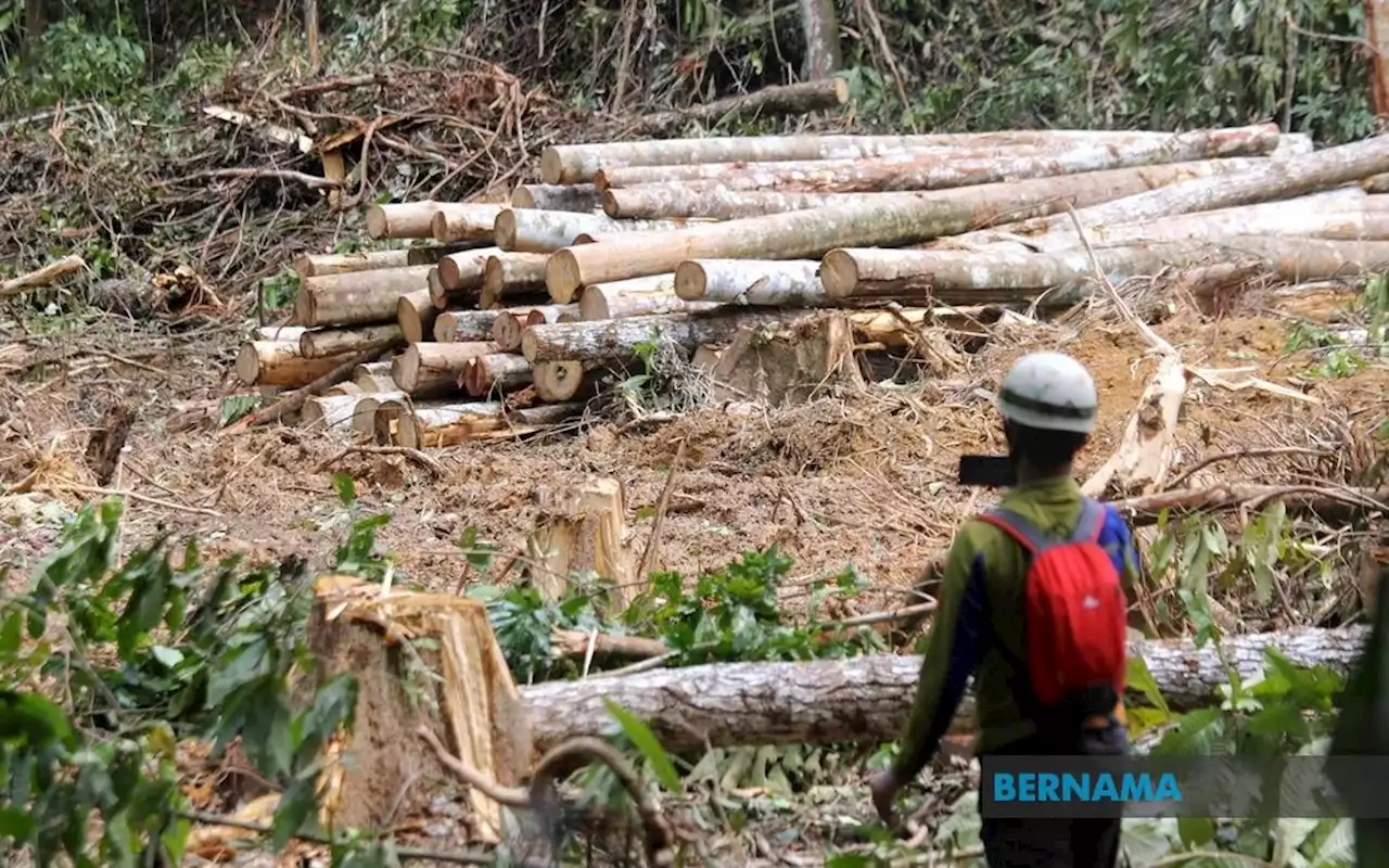 Collaboration vital for sustainable wood sector in Sarawak: Premier