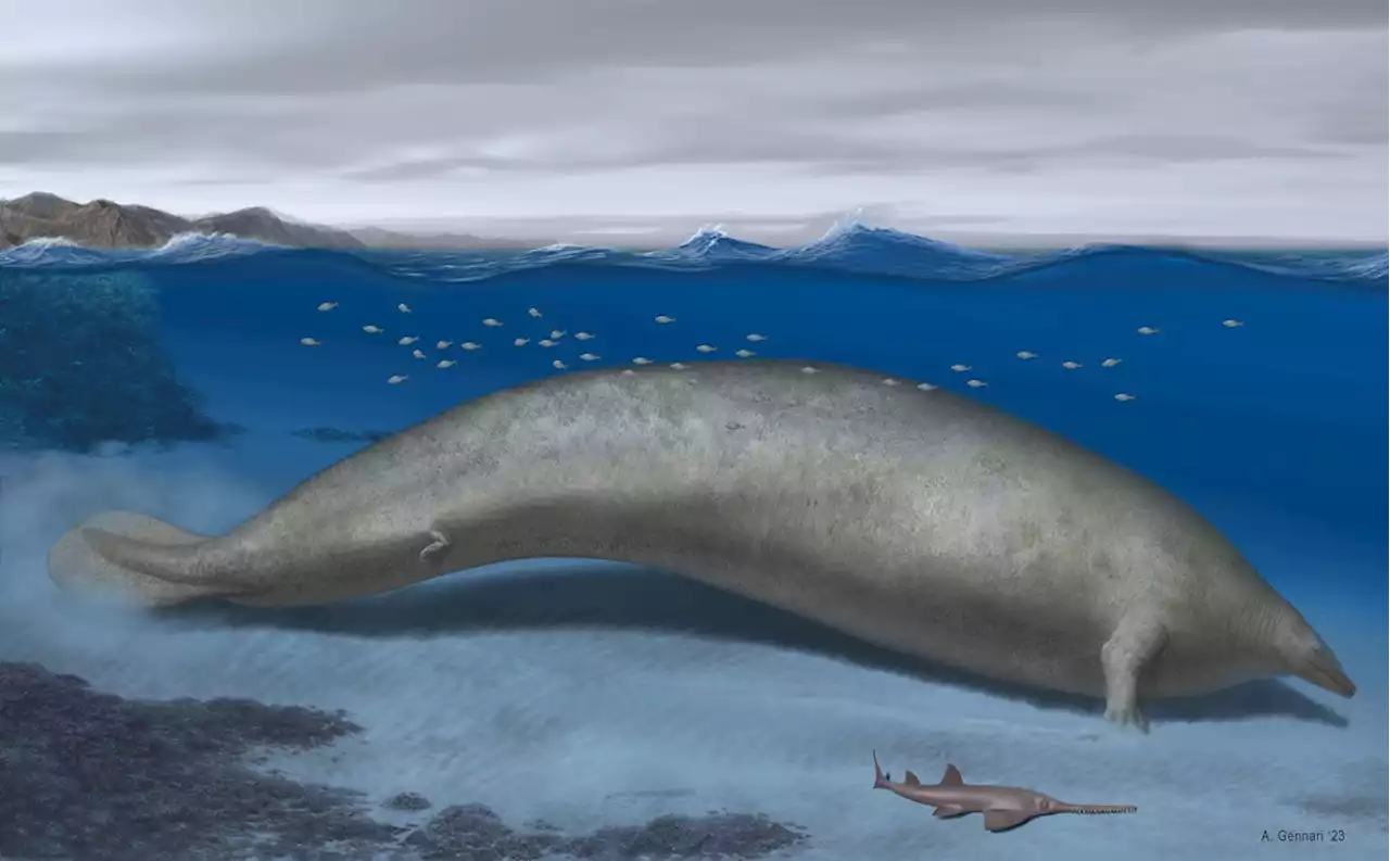 Is an Ancient Whale That Resembles a Massive Manatee the Heaviest Animal Ever?