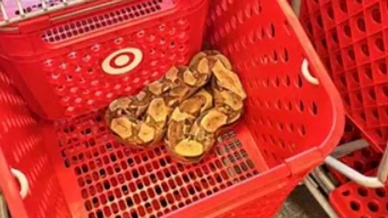 Iowa Target customers shocked to find huge exotic snake curled up in shopping cart