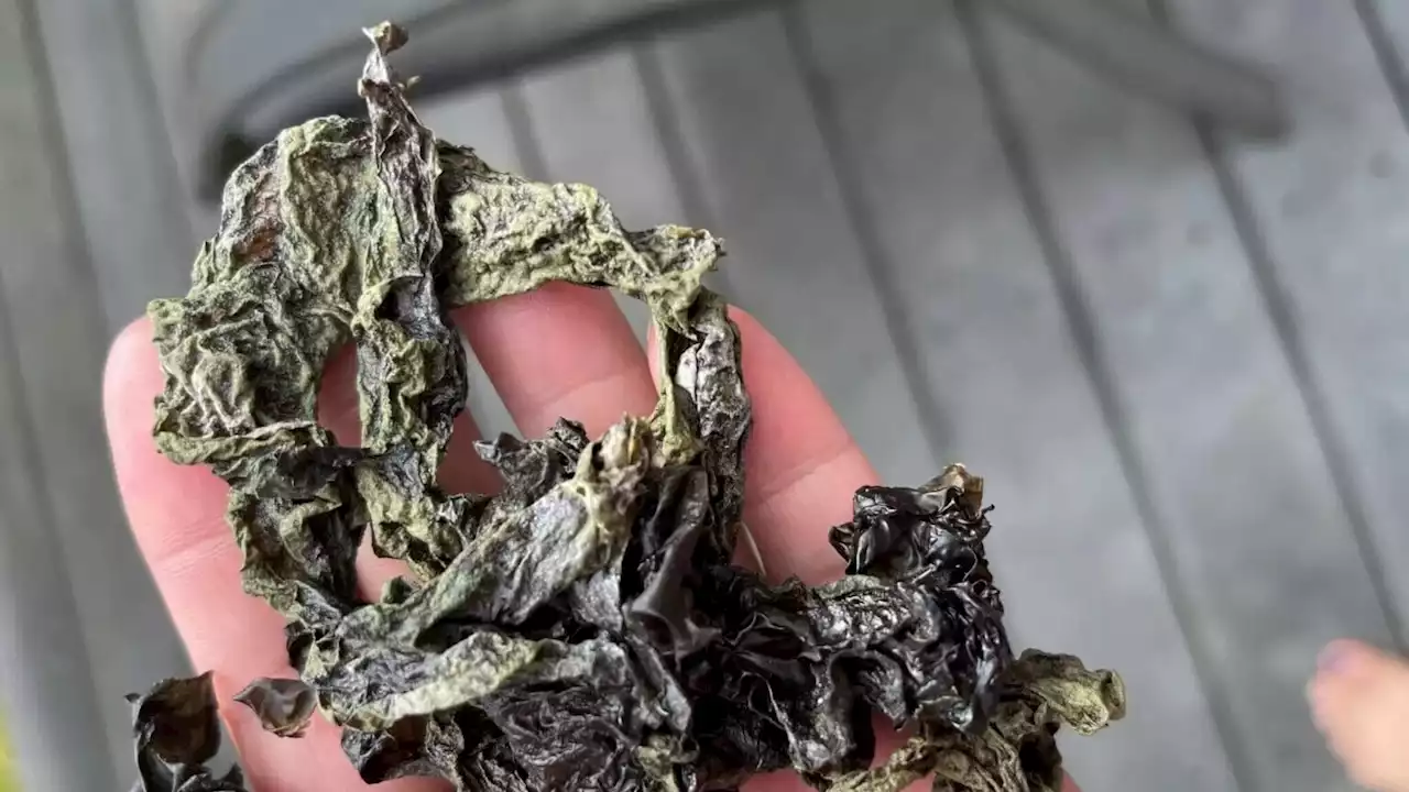 Alaska harvesters and scientists are concerned about the health of black seaweed