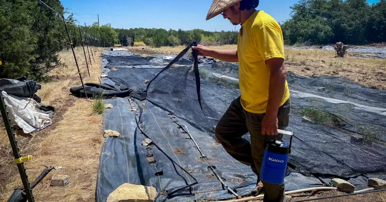 Central Texas farmers and ranchers are on the frontlines of this summer's record-breaking heat