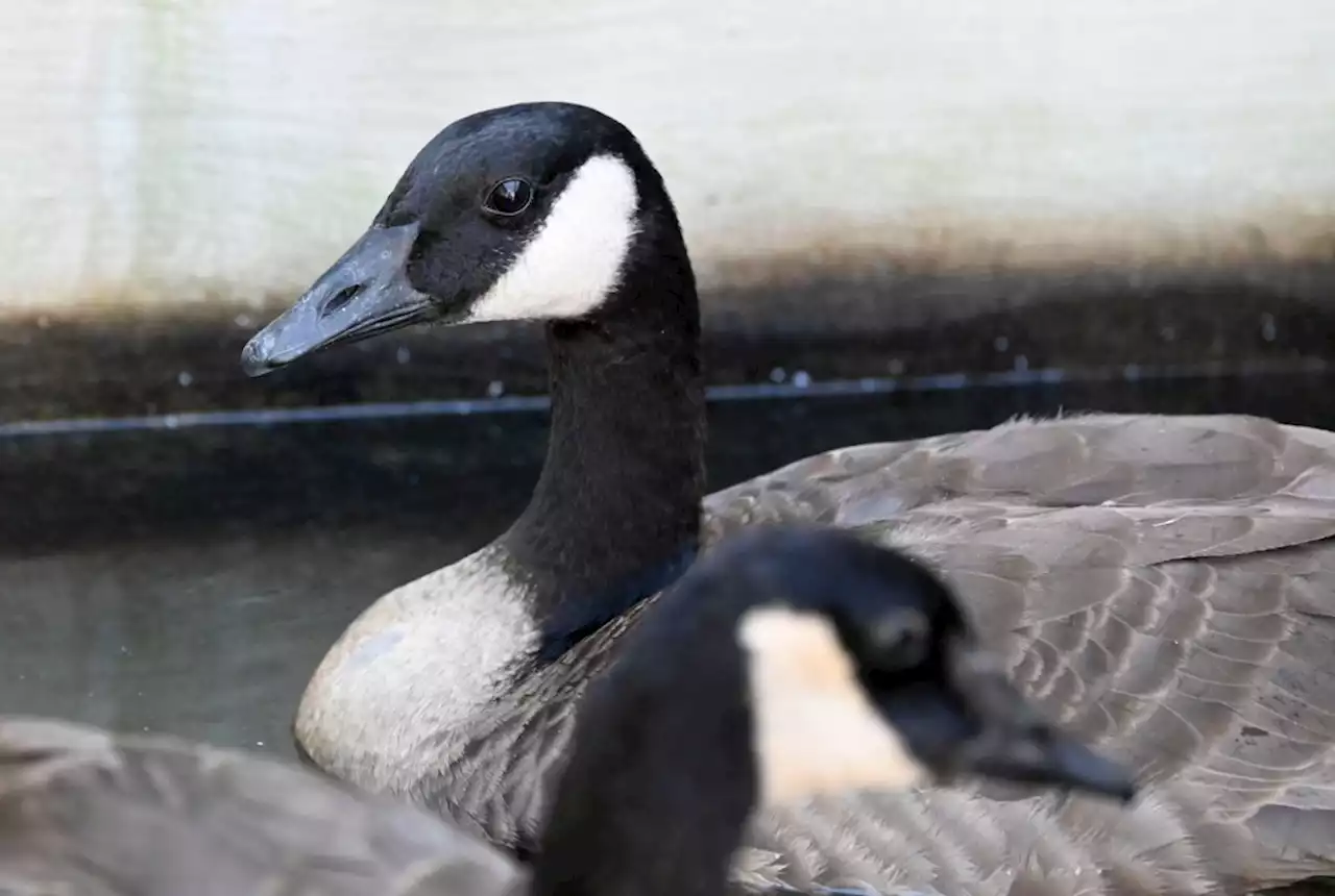 13 Canada geese die after landing in La Brea Tar Pits; 2 are recovering in San Pedro