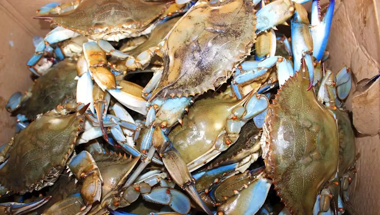 Crabe bleu, anodonte chinoise, écrevisse de Lousiane… quand les mers et les cours d'eau sont envahis d'espèces d'animaux exotiques